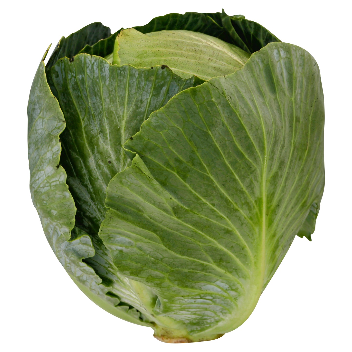 Cabbage - Local