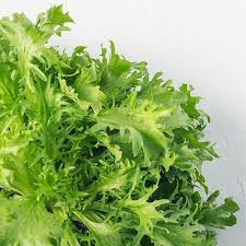 California Endive Lettuce