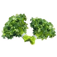 Cilantro Two Pack