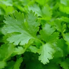 Flat Parsley