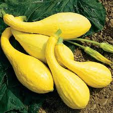 Yellow Squash - per pound