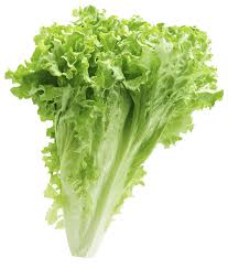 California Leaf Lettuce