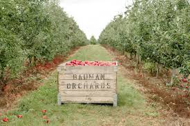 Baumans Local Apples 5 lb