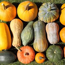 Fall Hard Squash