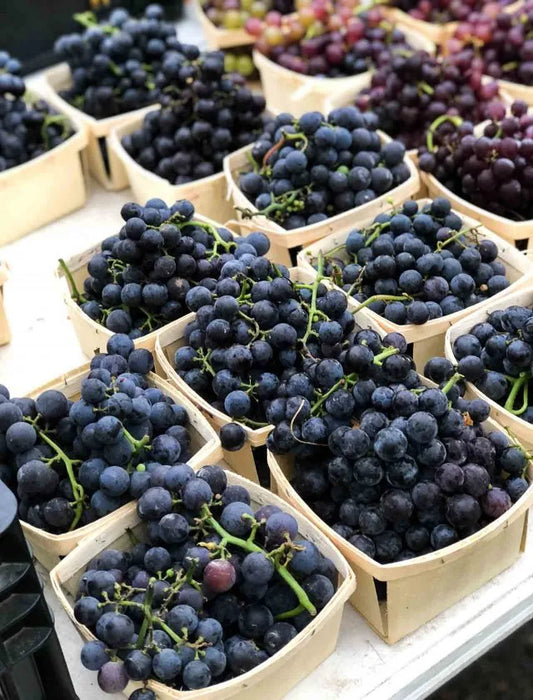 Concord Grape