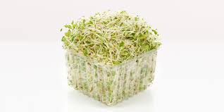 Alfafa Sprouts