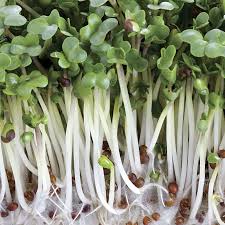 Broccoli Sprouts